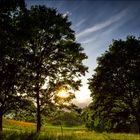 Pasture Trees