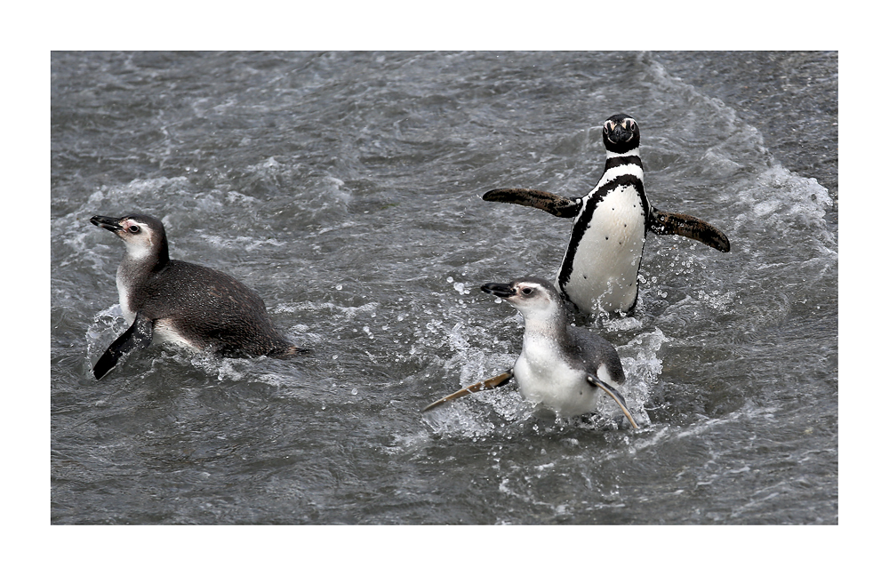 PAT#01 Magellanpinguine - Wasserspiele