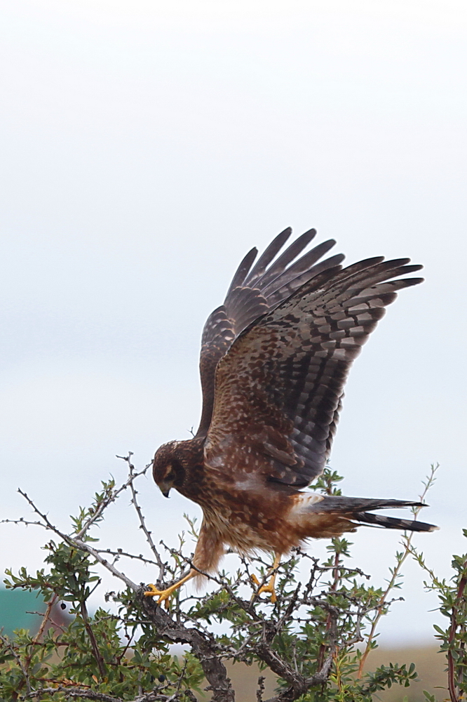 Patagonia - Caracara Chimango.