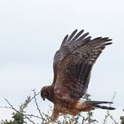 Patagonia - Caracara Chimango.