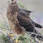 Patagonia - Caracara Chimango