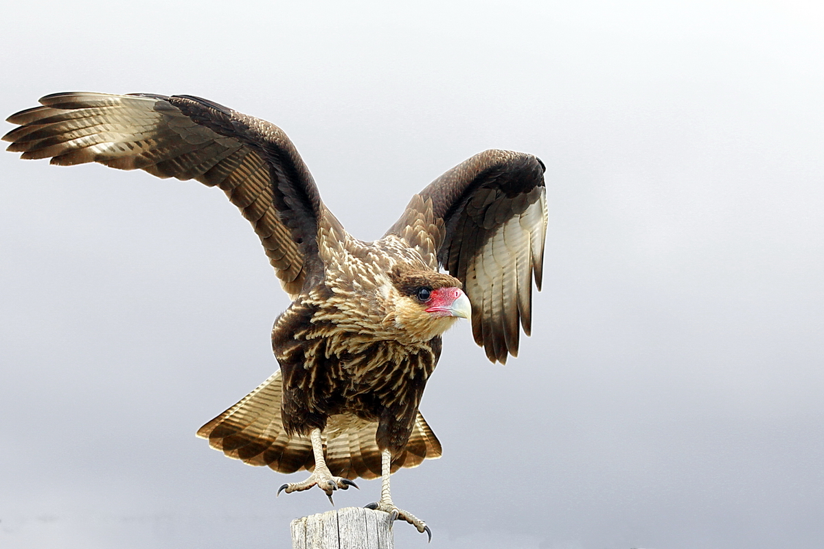 Patagonia - Caracara huppé