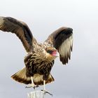 Patagonia - Caracara huppé