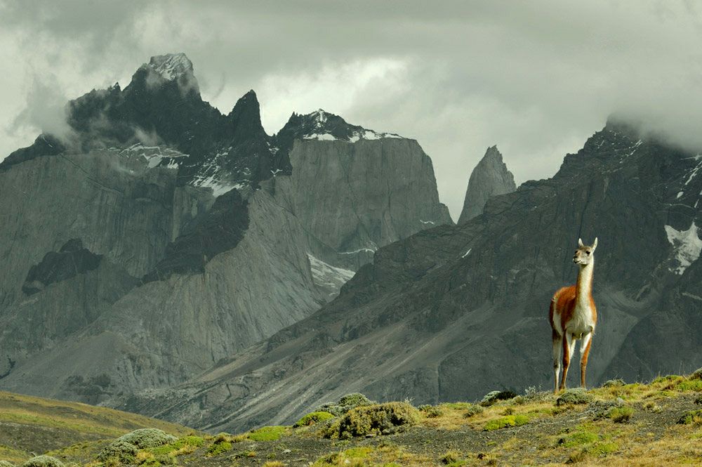 Patagonia - Guanaco en el sector del Paine