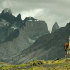 Patagonia - Guanaco en el sector del Paine