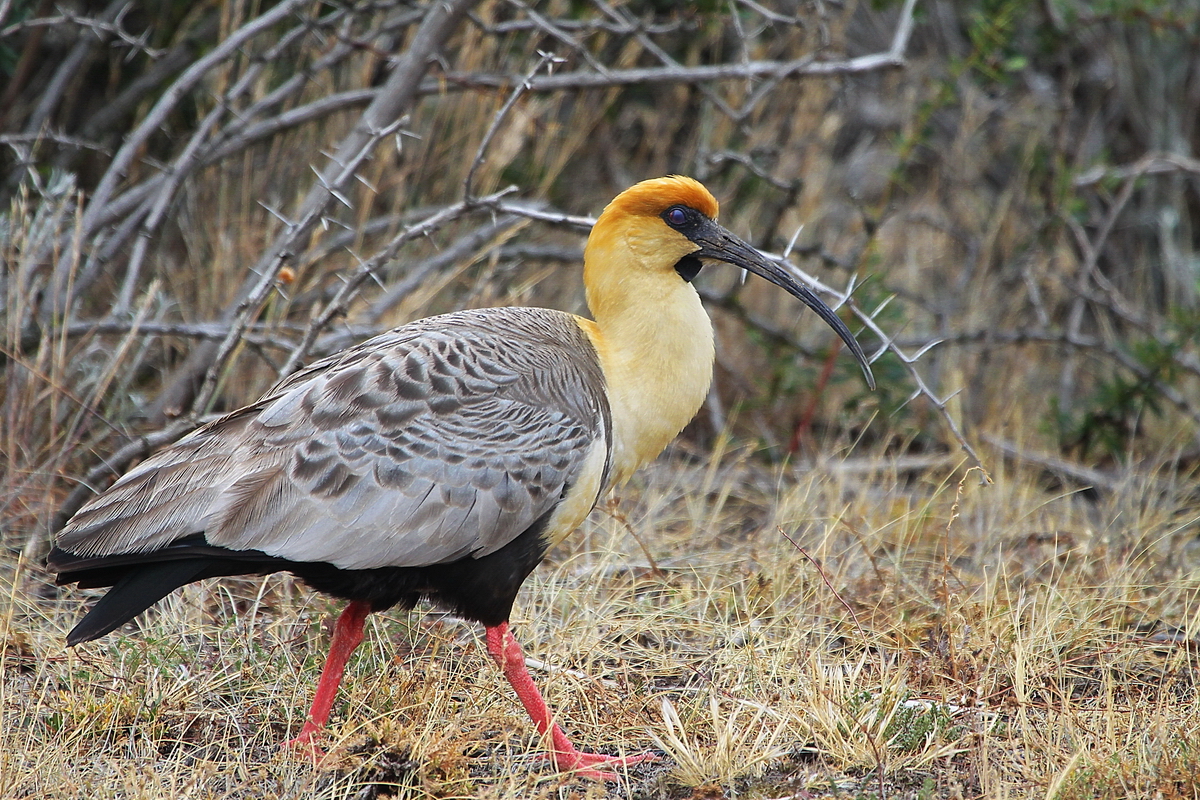 Patagonia - Ibis à face noire