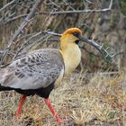 Patagonia - Ibis à face noire