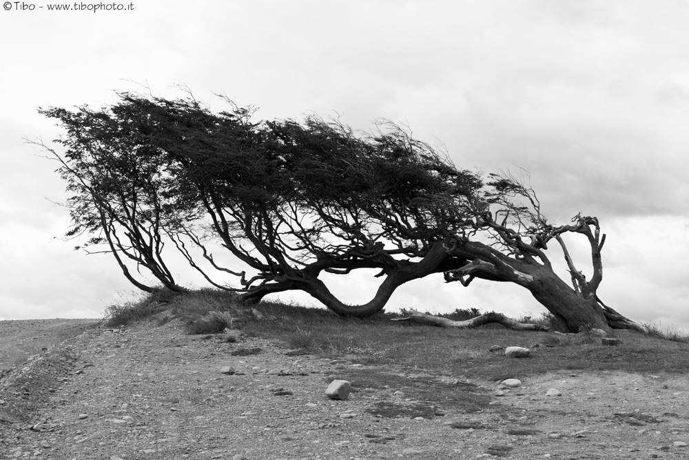 PATAGONIA LA TIERRA DEL VIENTO