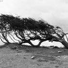 PATAGONIA LA TIERRA DEL VIENTO