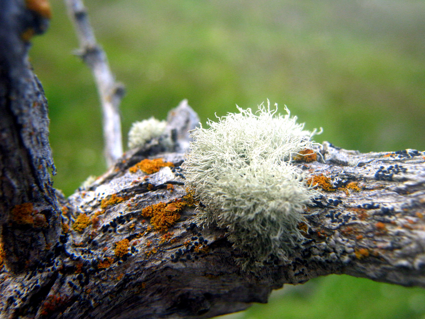 patagonia lequen