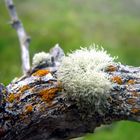 patagonia lequen