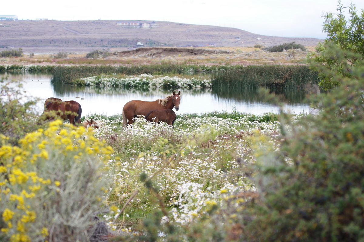 Patagonia - Paysage