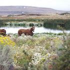 Patagonia - Paysage