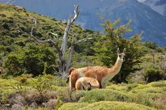 Patagonia Wildlife