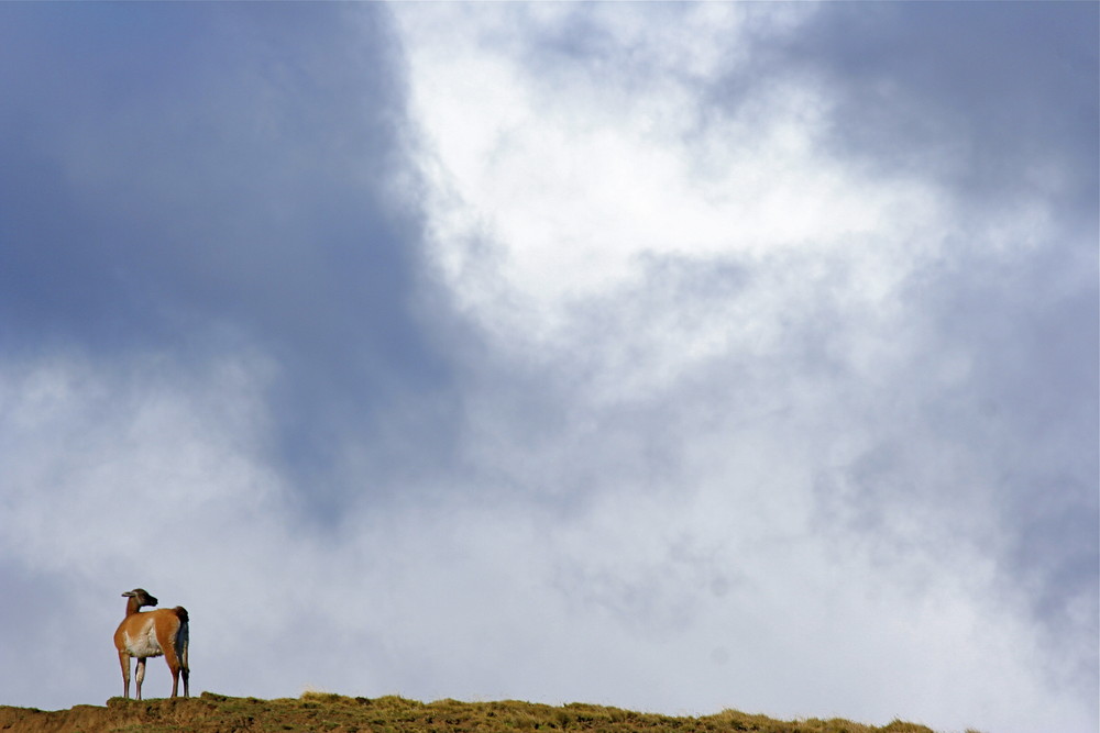 Patagonia wild....solitary,waiting storm