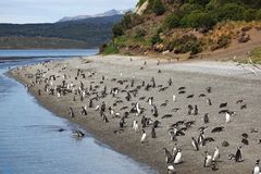 Patagonian Beach