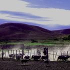 Patagonian Sheep