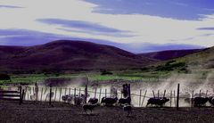 Patagonian Sheep