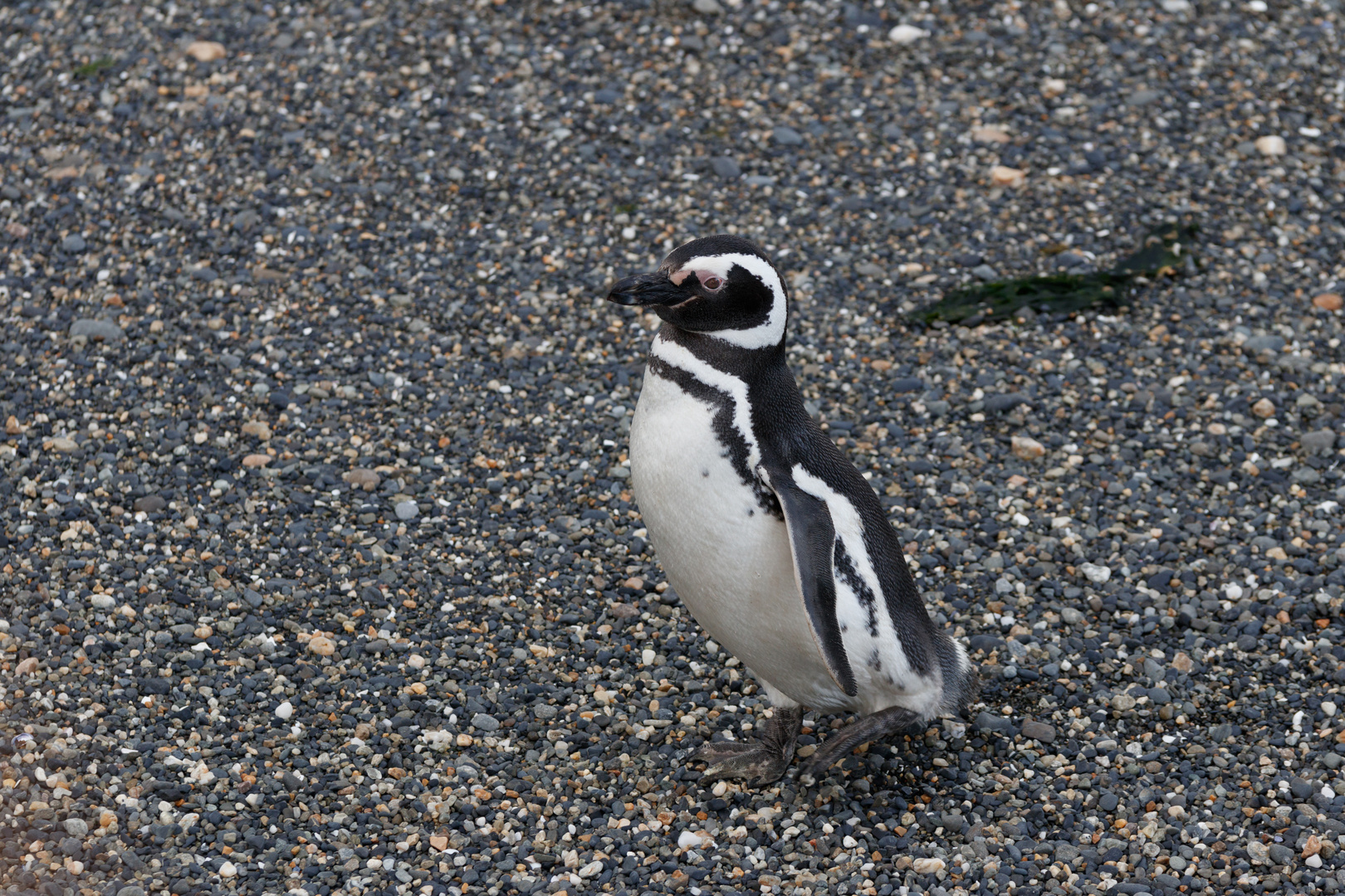 Patagonien - Magellan Pinguin im Beagle Kanal