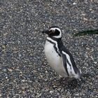 Patagonien - Magellan Pinguin im Beagle Kanal