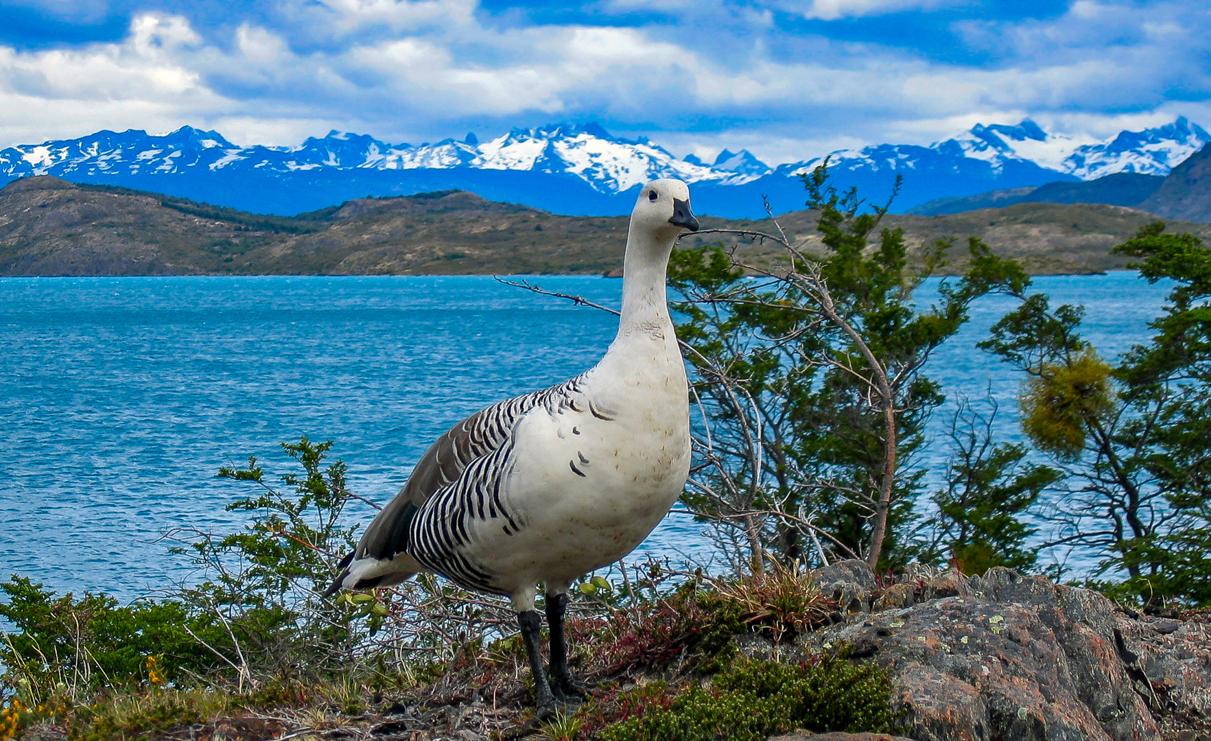 Patagonien - Magellangans