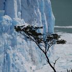 Patagonien Perito Moreno