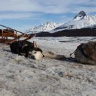Patagonien Schlittenhunde