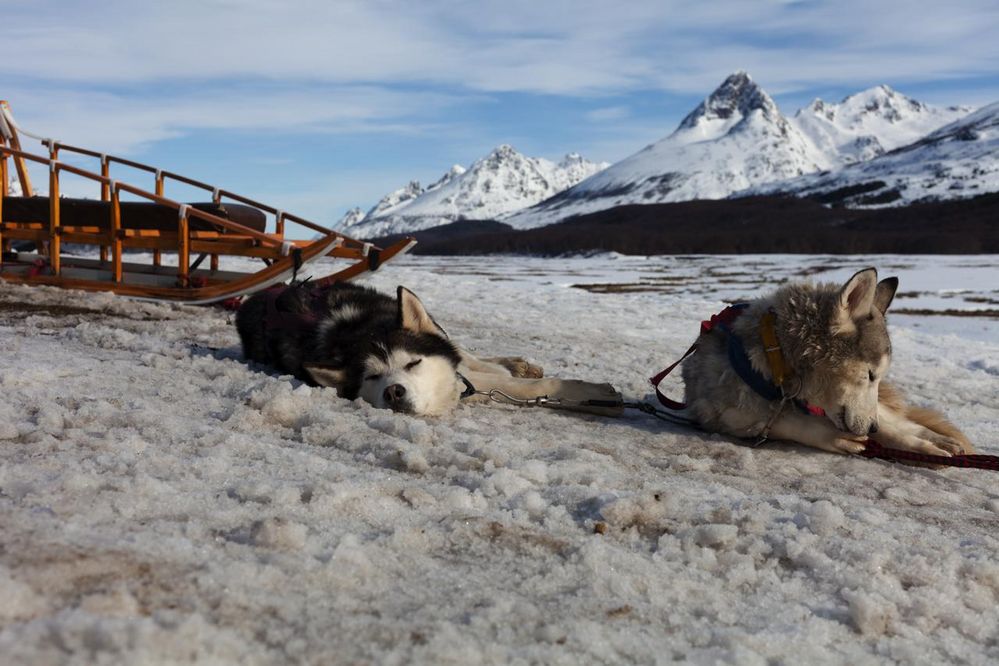 Patagonien Schlittenhunde
