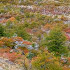 patagonische Farbenpracht