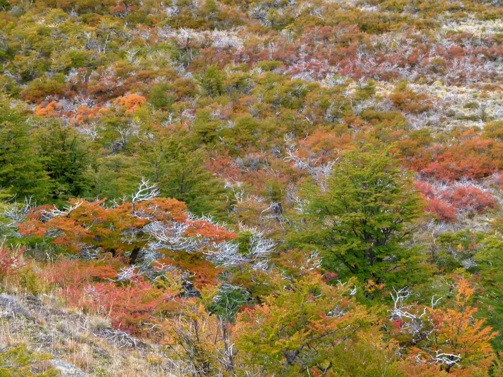 patagonische Farbenpracht