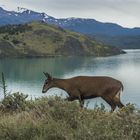 Patagonische Humuel-Kuh