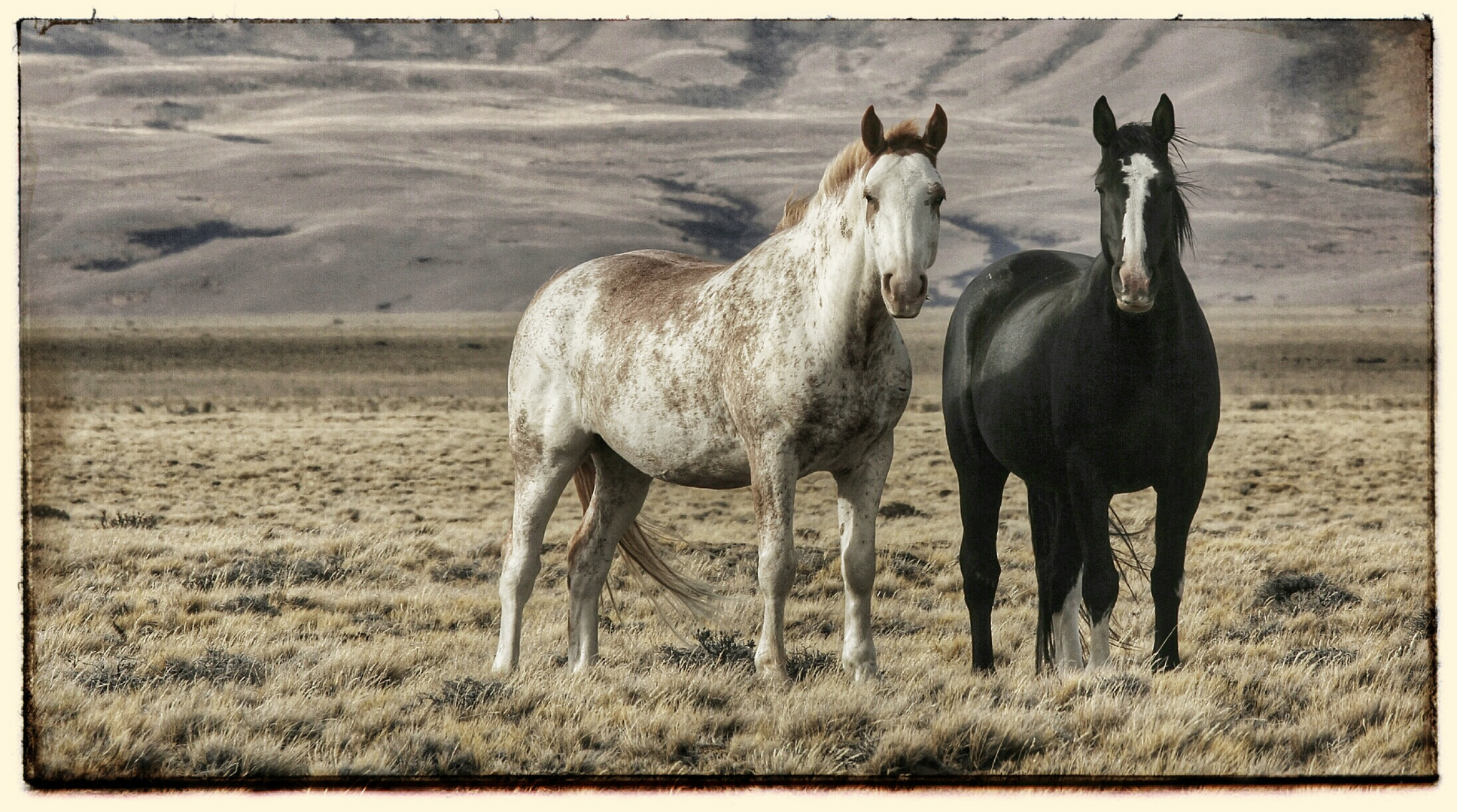 Patagonische Pferde