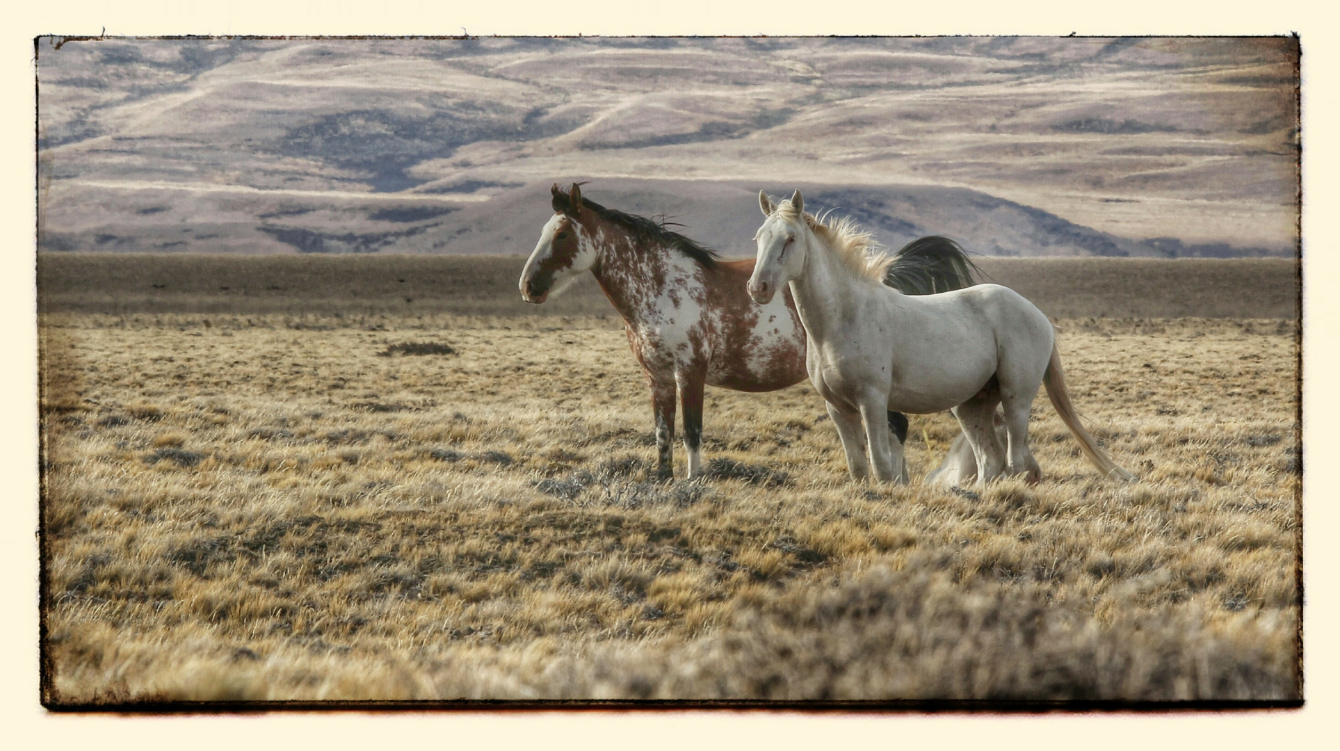 Patagonische Pferde II