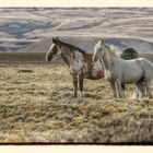 Patagonische Pferde II