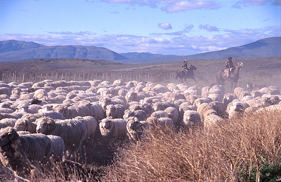 Patagonische Schafhirten mit ihrer Herde