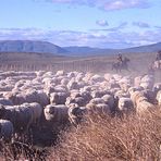 Patagonische Schafhirten mit ihrer Herde