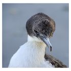 patagonische Strandvögel II - Argwohn