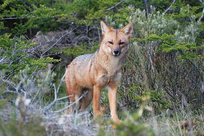 Patagonischer Fuchs