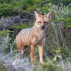 Patagonischer Fuchs