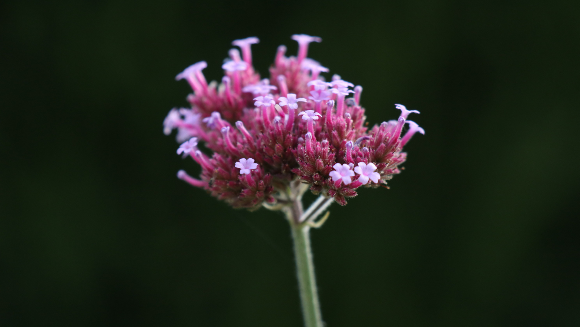 Patagonisches Eisenkraut (Verbena bonariensis)