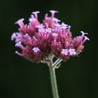 Patagonisches Eisenkraut (Verbena bonariensis)