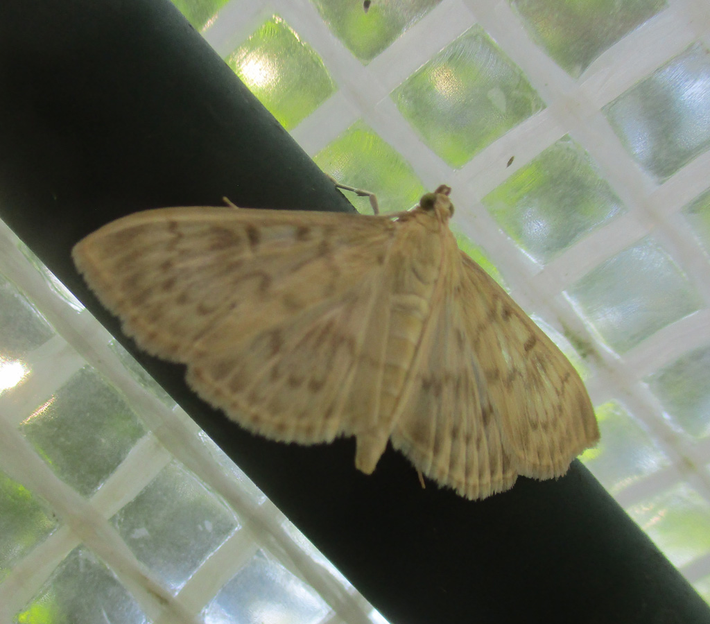 Patania (Pleuroptya) ruralis - Nesselzünsler