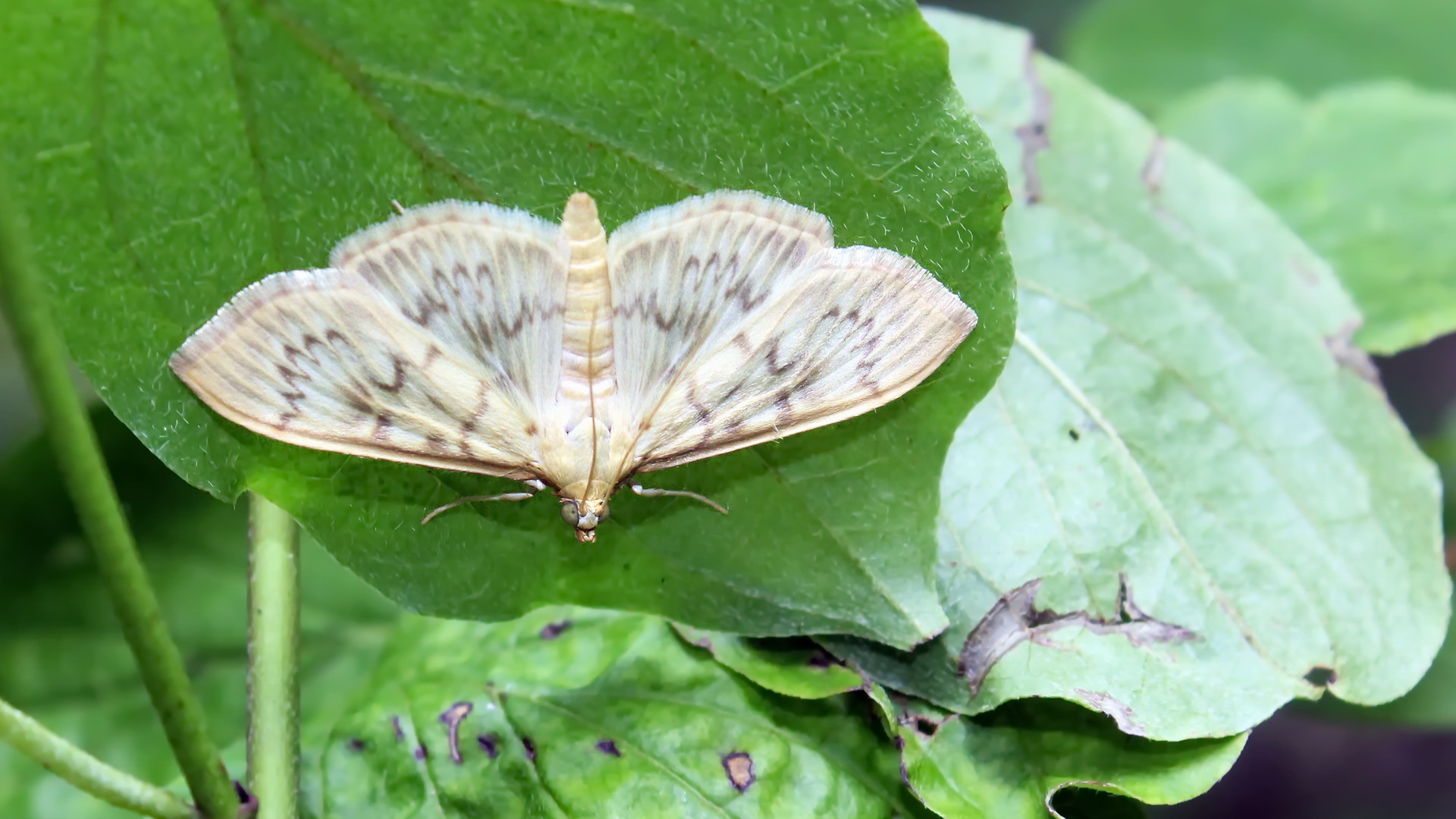 Patania ruralis