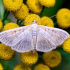 Patania ruralis - Blasser Nesselzünsler