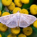 Patania ruralis - Blasser Nesselzünsler