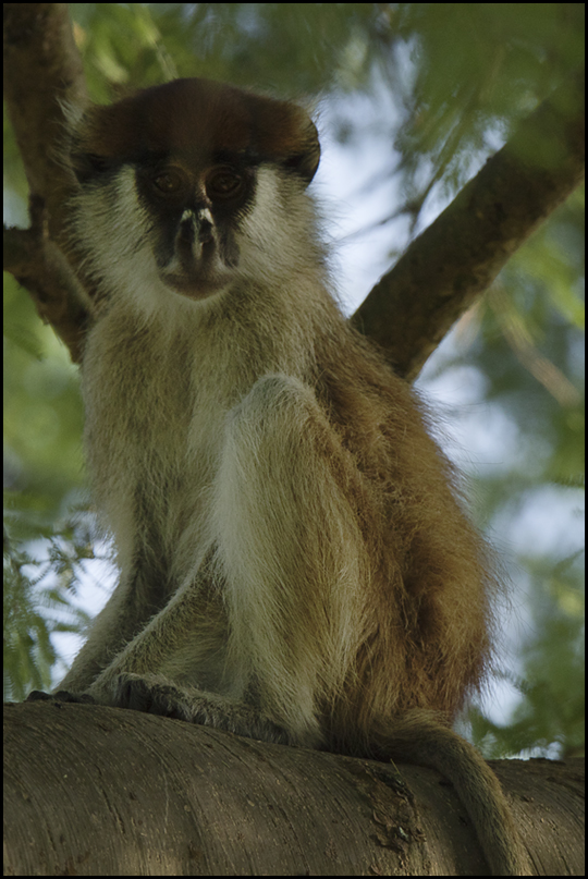 Patas Monkey