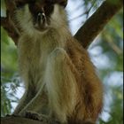 Patas Monkey