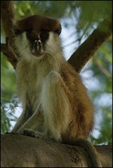 Patas Monkey