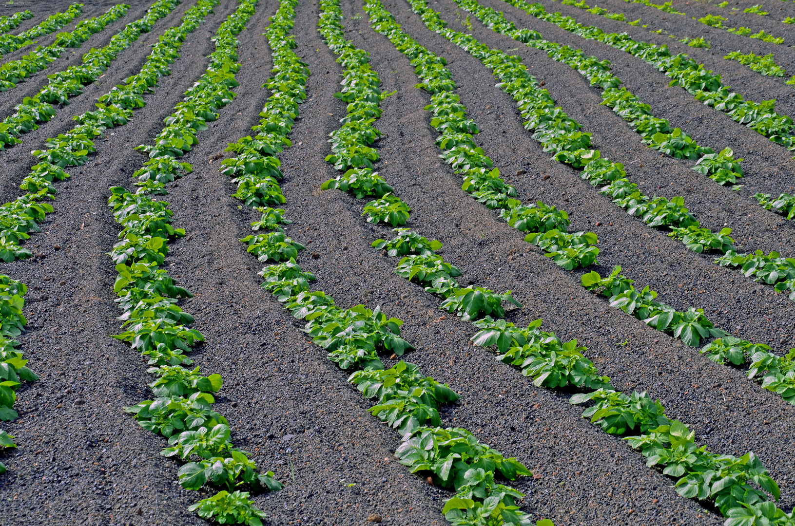 patatas en verde sobre negro