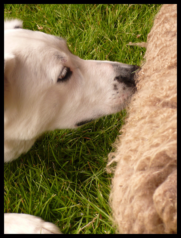 Patch and the sheep